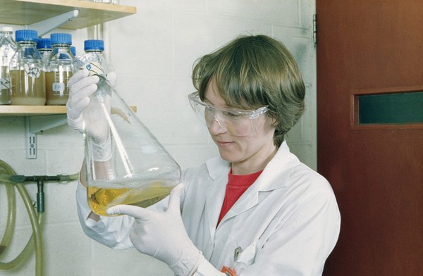 Scientist examines bacterial culture flask