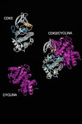 Activation of CDK2 by cyclin-A, mol. model