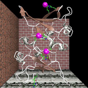 view Cell cycle regulation, model of suc1 protein