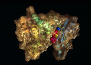 view Model of phosphorylase kinase