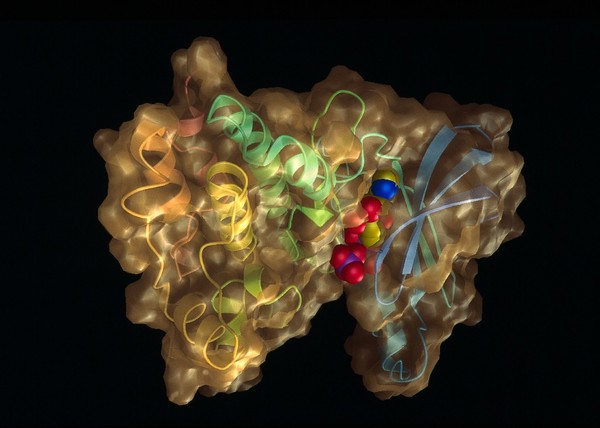 Model of phosphorylase kinase