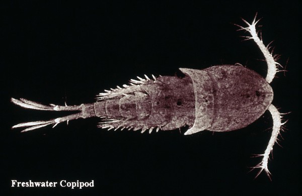 Freshwater copepod SEM