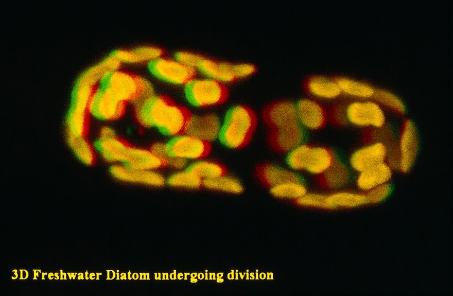 Freshwater diatom dividing, SEM, 3D image