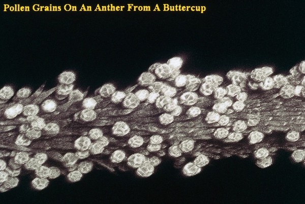 Pollen grain on buttercup anther, SEM