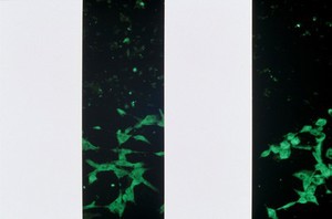 view GFP fluorescence studies, transfected cells