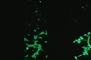 view GFP fluorescence studies, transfected cells