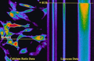 view Ca++ fluroescence response to Indo-1,fibrobl