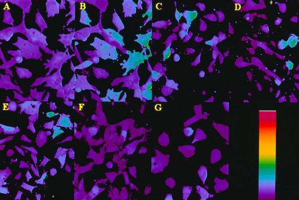 Response of ACh receptors to nifedipine