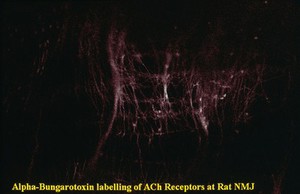 view ACh receptors at rat neuromuscular junction
