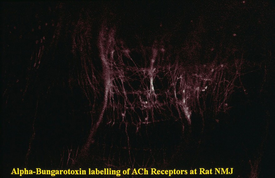 ACh receptors at rat neuromuscular junction