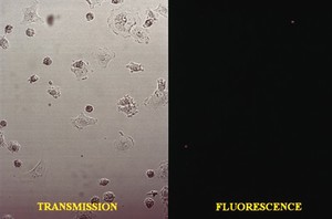 view Contrast/fluorescence cell viability