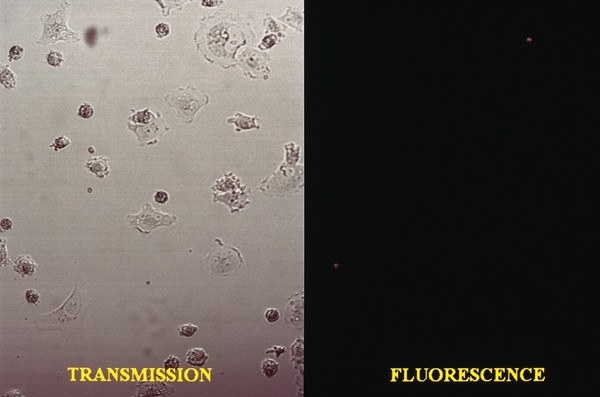 Contrast/fluorescence cell viability