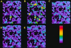 view Fibroblast responses to acetylcholine, Na+