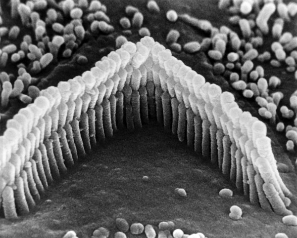 Hair bundle of Guinea pig cochlea.