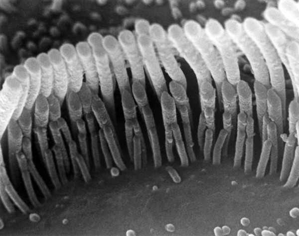 Inner hair bundle, Guinea pig cochlea