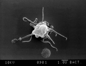 view SEM of platelet