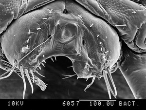 view Pubic louse, tip of tail, SEM