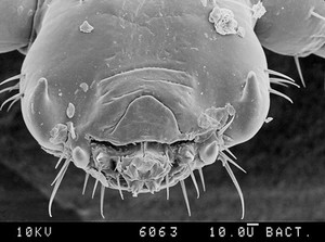 view Pubic louse, SEM of head end.