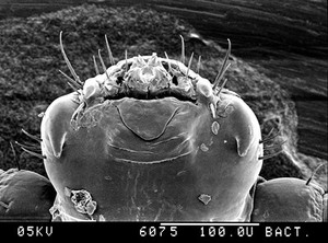 view Pubic louse, mouthparts, SEM.