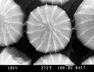 view Cabbage white butterfly egg, close-up, SEM.