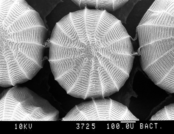 Cabbage white butterfly egg, close-up, SEM.
