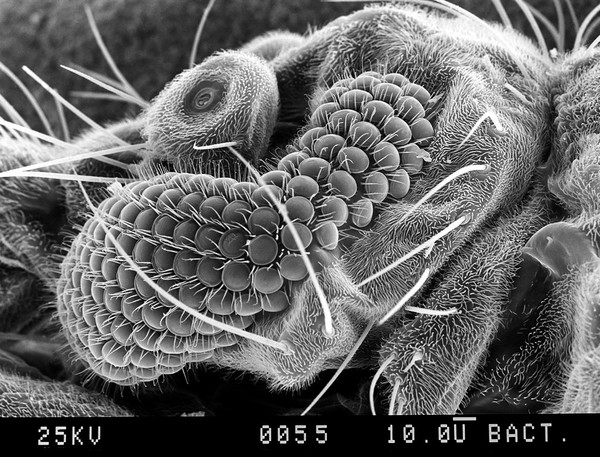 Close-up of midge eye, SEM.