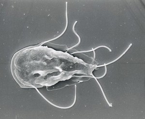 view Giardia lamblia, dorsal view, SEM