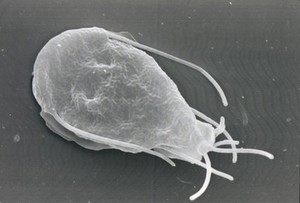 view Giardia lamblia, dorsal view, SEM