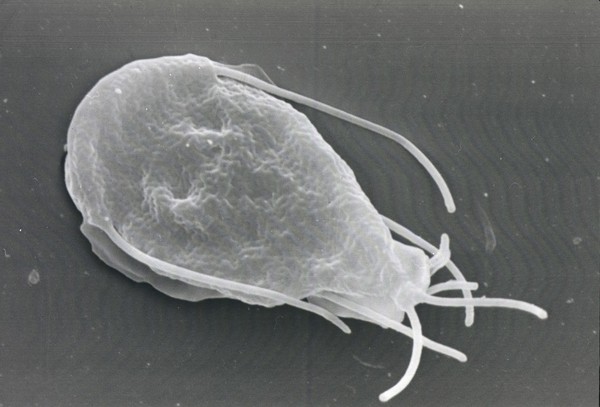 Giardia lamblia, dorsal view, SEM