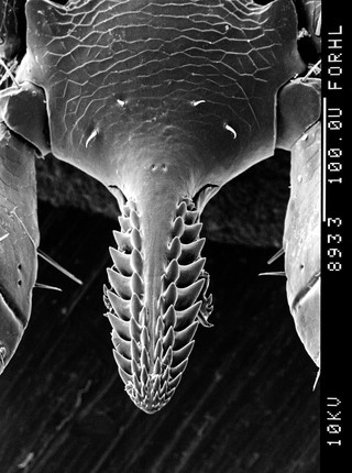 Ixodes ricinus mouthparts, ventral view, SEM