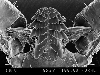 Ixodes ricinus, CU nymph mouthparts, SEM