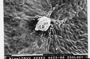 view embryo wound healing SEM