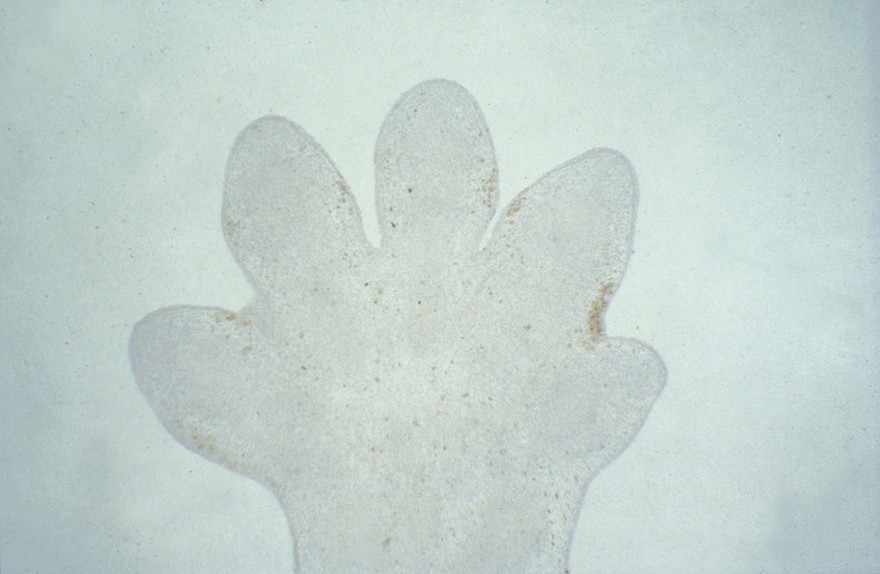 Cell death in limb bud