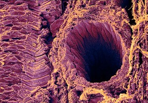 view Retina showing rod cells.