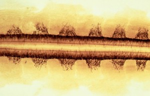 view Chick embryo spinal nerves