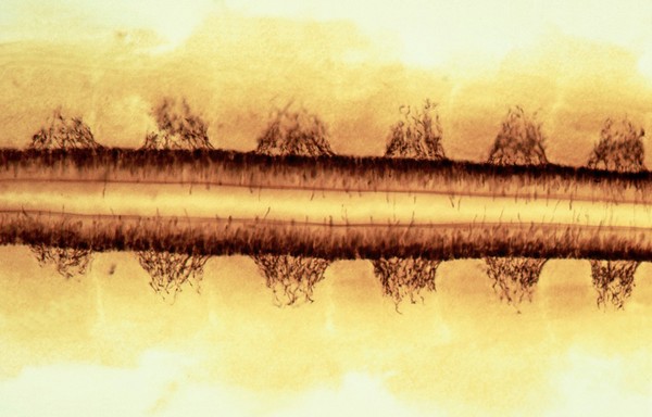 Chick embryo spinal nerves