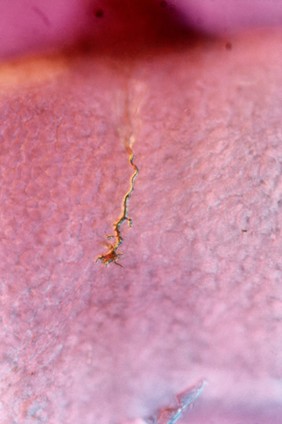 Zebrafish growth cone