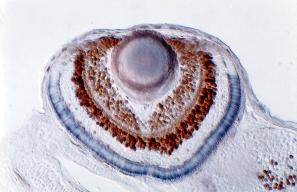 Zebrafish eye development