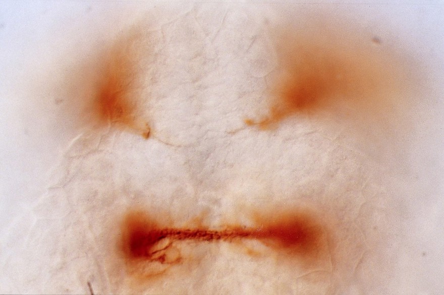 Zebrafish optic chiasm