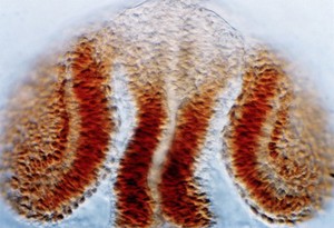 view Zebrafish eye development