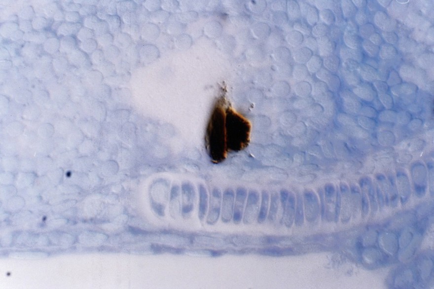 Zebrafish optic chiasm