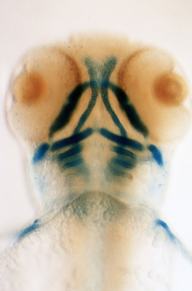 Zebrafish eye development Collection