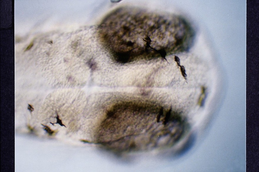Zebrafish eye development