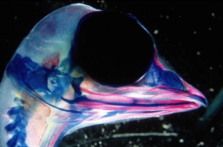 Chick embryo head showing bone & cartilage