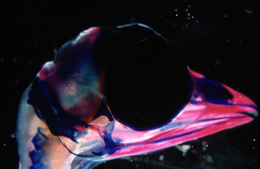 Chick embryo head showing bone & cartilage