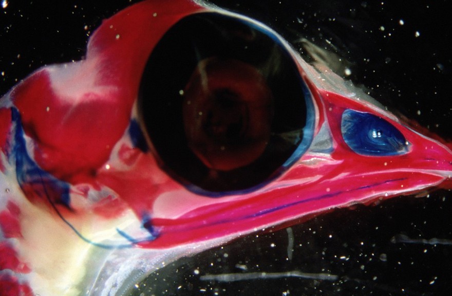 Chick embryo head showing bone & cartilage
