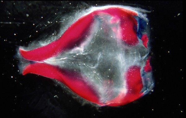 Chick embryo skull bones at day 16