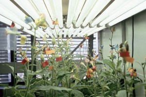 view Transgenic tobacco plants in laboratory