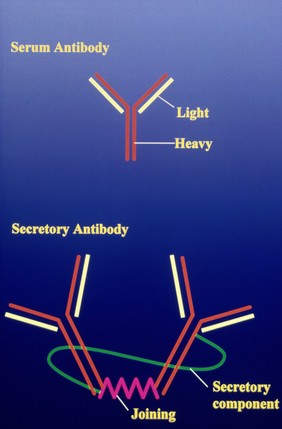 antibody structure diagram