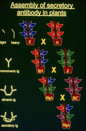 Assembly of antibody in plants